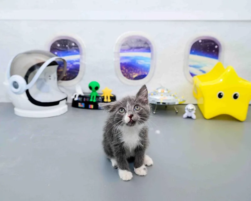 A baby medium-sized male Gray & White Domestic Short Hair cat named Fluff for adoption in Jefferson, LA