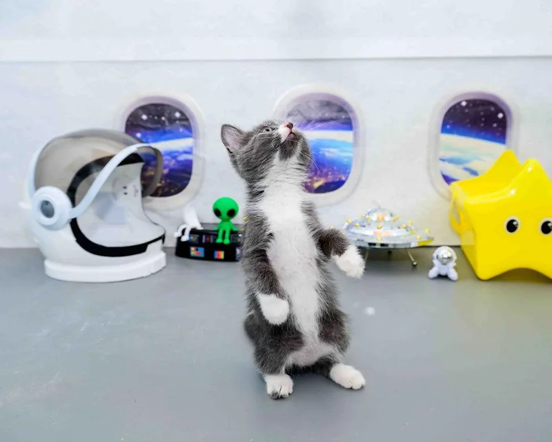 Fluff thumbnail 3