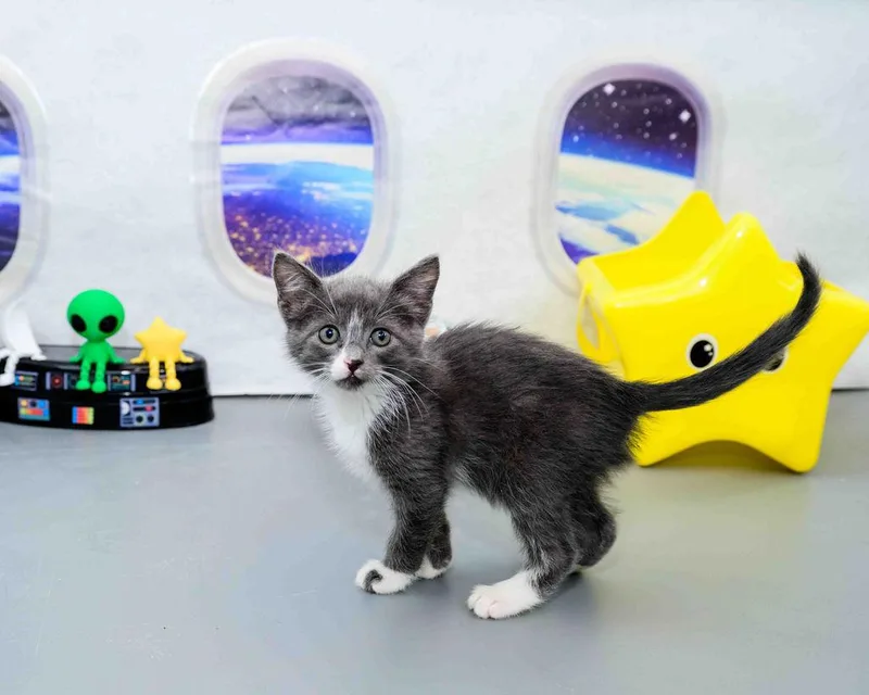 Fluff thumbnail 5