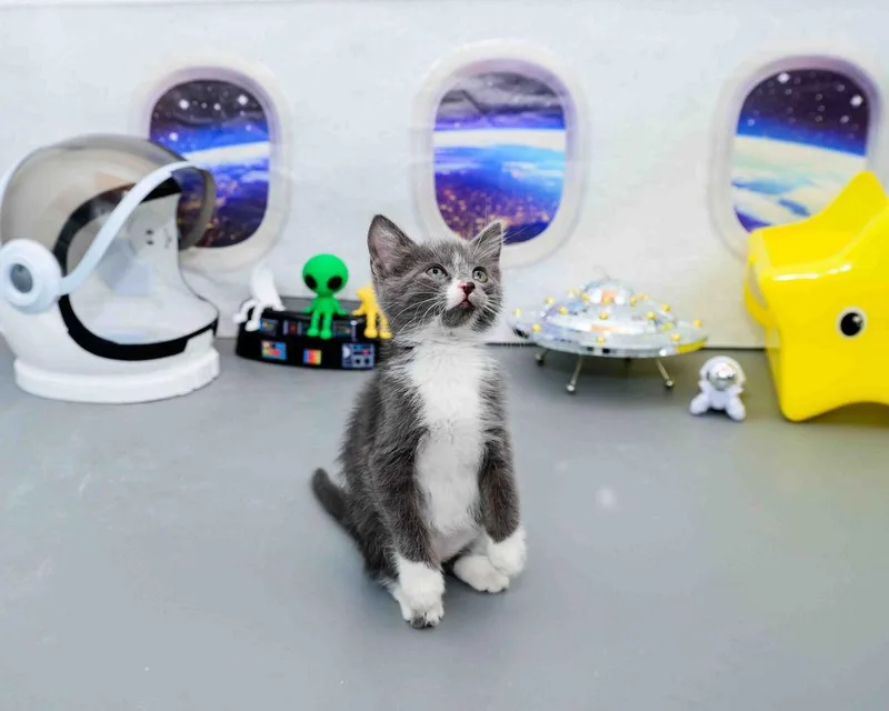 Fluff thumbnail 6