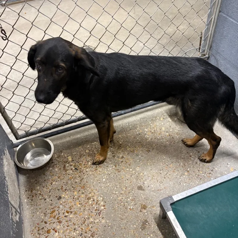 An adult medium-sized male German Shepherd Dog dog named Stitch for adoption in Buffalo, MN