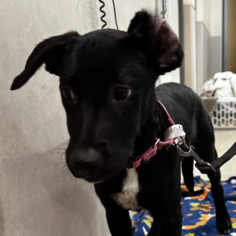 A baby small-sized female Black Mixed Breed dog named Shadow Rae for adoption in Jacksonville, FL