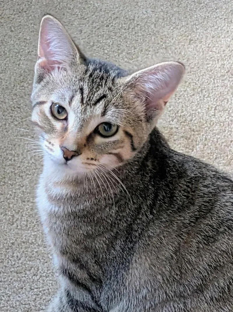 A baby medium-sized female Tabby (Buff / Tan / Fawn) Domestic Short Hair cat named Snickers for adoption in Johnsburg, IL