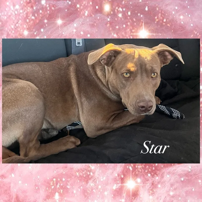 An adult medium-sized female Brown / Chocolate Pit Bull Terrier dog named Star for adoption in Canyon, TX