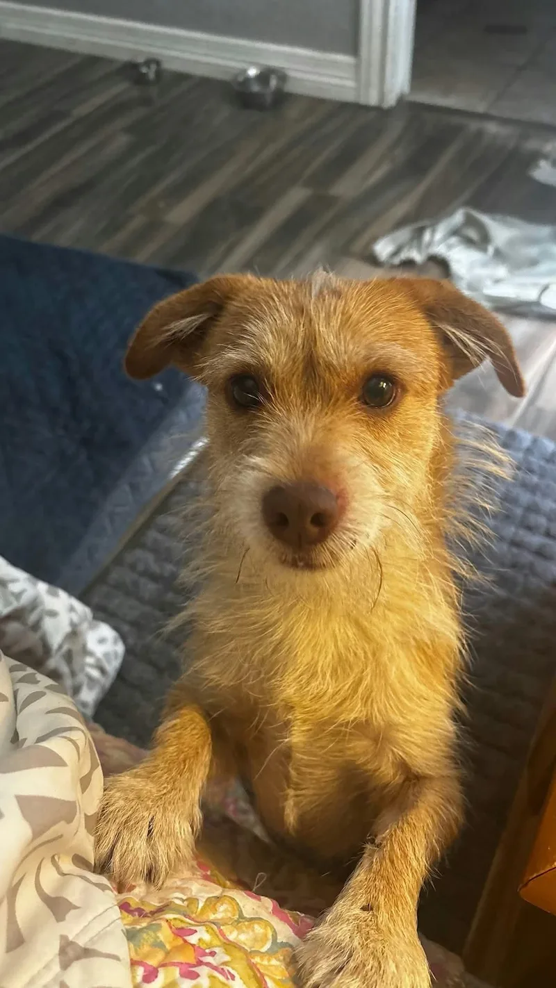 A young small-sized male Yellow / Tan / Blond / Fawn Terrier dog named Skeeter for adoption in San Antonio, TX