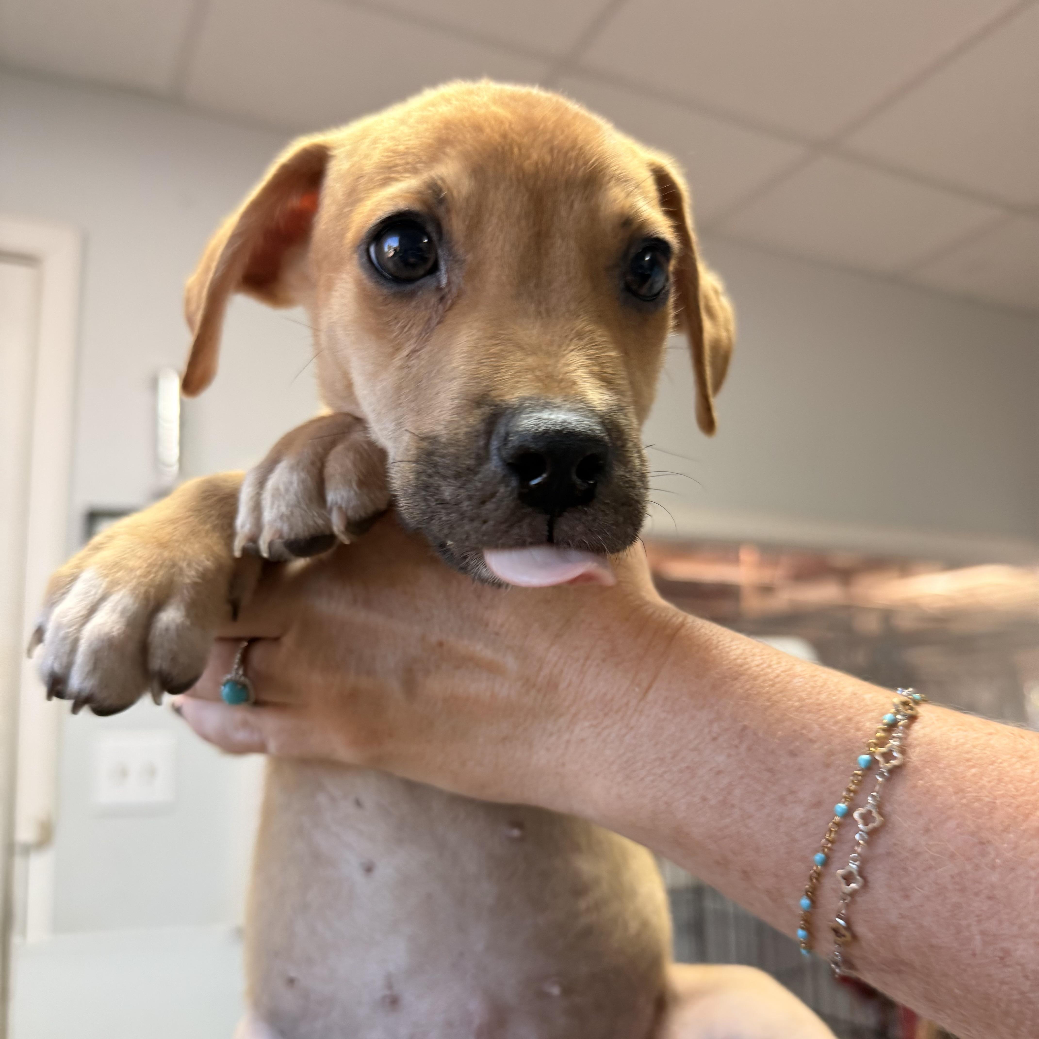 A baby medium-sized female White / Cream Mixed Breed dog named Honeywell for adoption in Columbia, SC