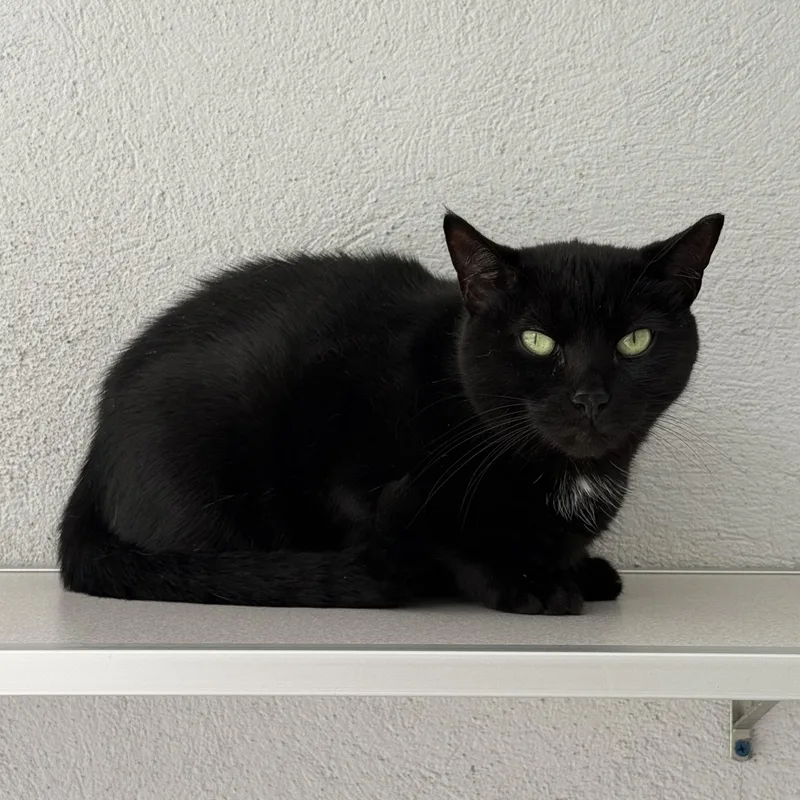 An adult medium-sized female Domestic Short Hair cat named Salem for adoption in West Milford, NJ