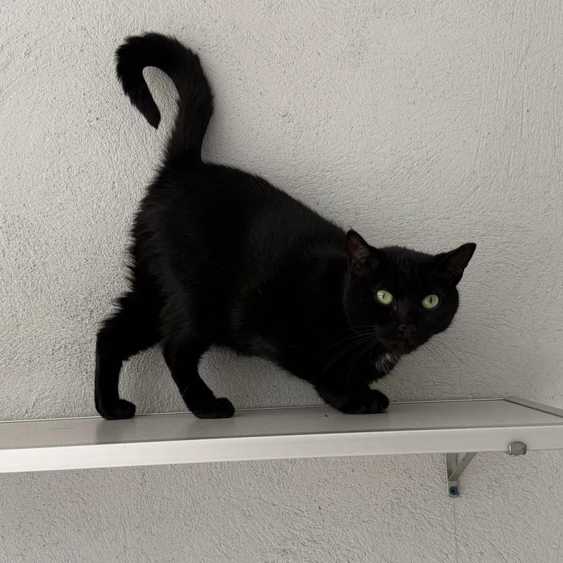 Salem thumbnail 2