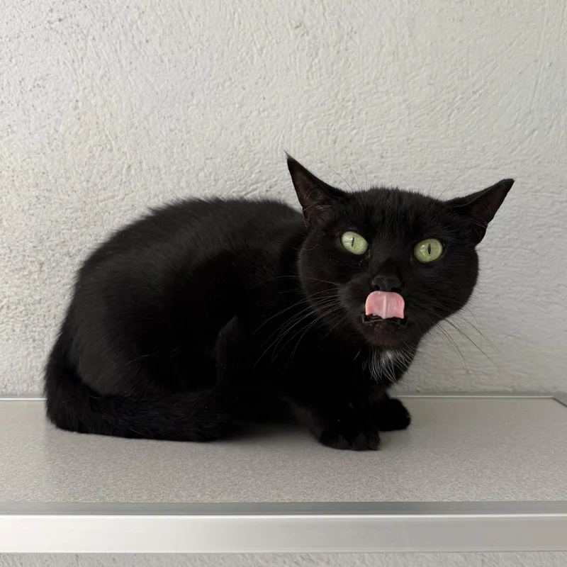 Salem thumbnail 3