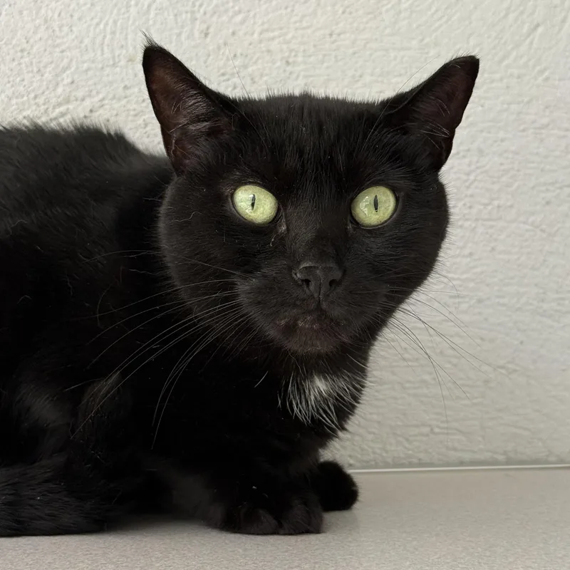 Salem thumbnail 4