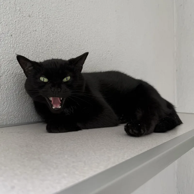 Salem thumbnail 5