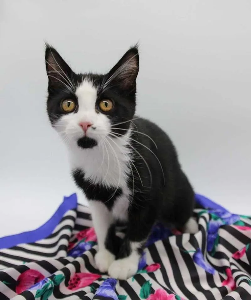 A baby small-sized male Black & White / Tuxedo Domestic Short Hair cat named Moo Shroom for adoption in Muskegon, MI