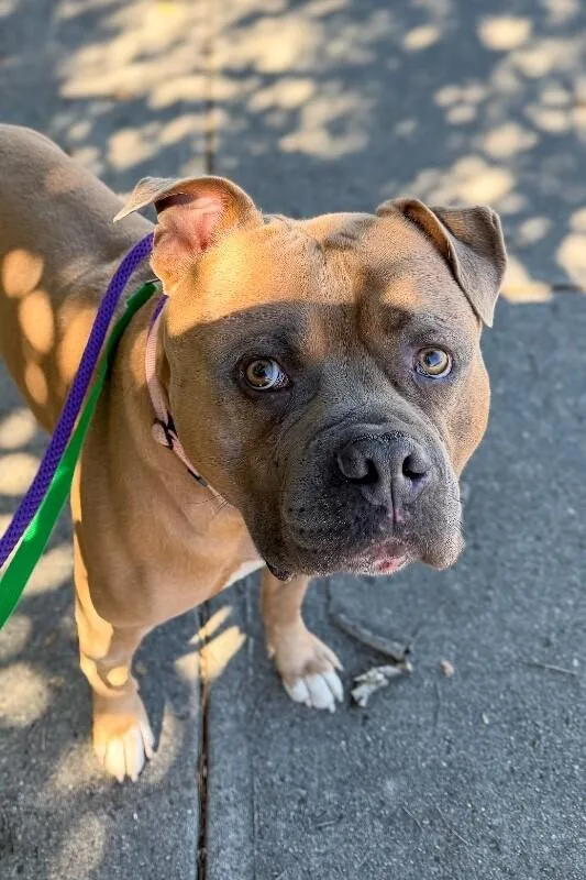 An adult large-sized male Yellow / Tan / Blond / Fawn Mixed Breed dog named Harry Dunne for adoption in Cincinnati, OH