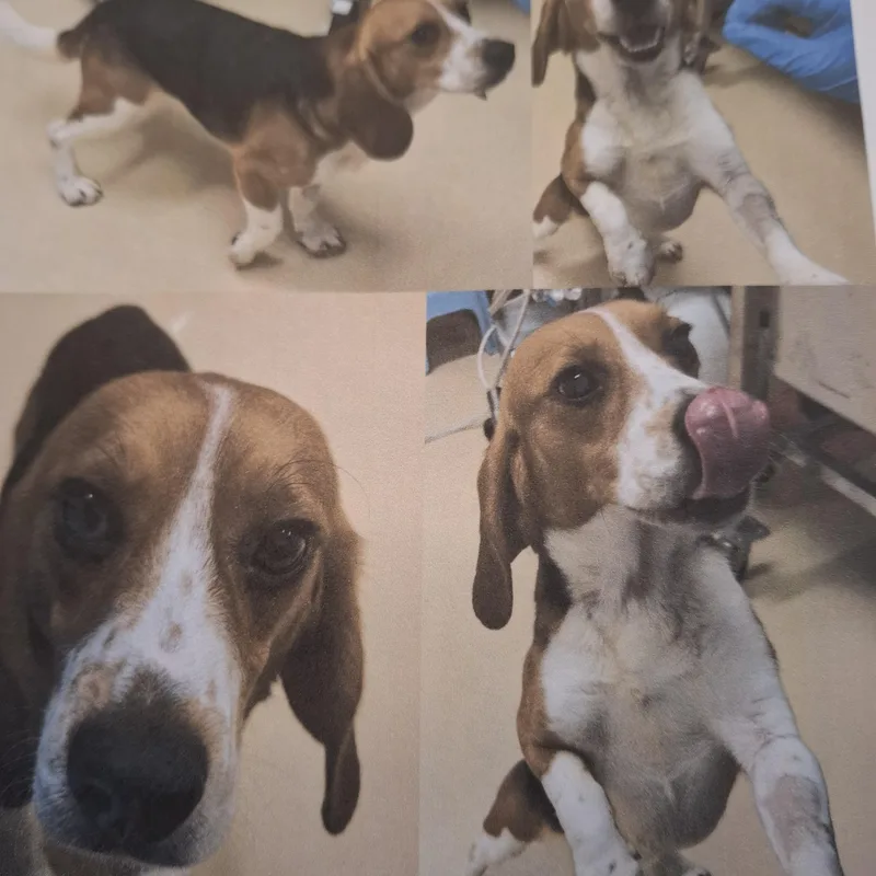 A young small-sized male Beagle dog named Gordie for adoption in Grayslake, IL