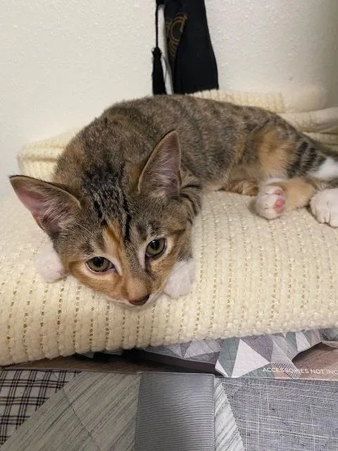 A baby small-sized female Domestic Short Hair cat named Blackfoot for adoption in Bellingham, WA
