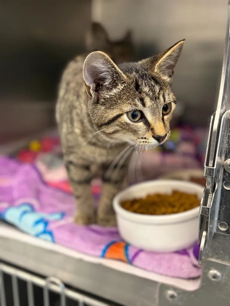 A baby medium-sized male Domestic Short Hair cat named Carter for adoption in Portland, IN