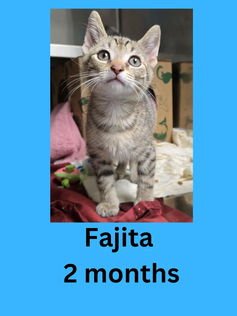 A baby small-sized male Tabby (Brown / Chocolate) Domestic Short Hair cat named Fajita for adoption in Ravenna, OH