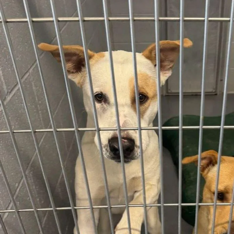 An adult medium-sized male Labrador Retriever dog named Remi for adoption in Kingman, AZ