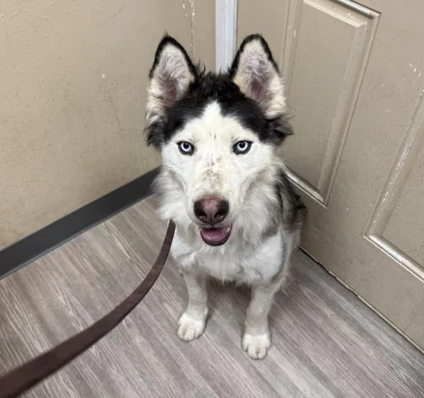 An adult medium-sized male Siberian Husky dog named Kilo for adoption in Oceanside, CA