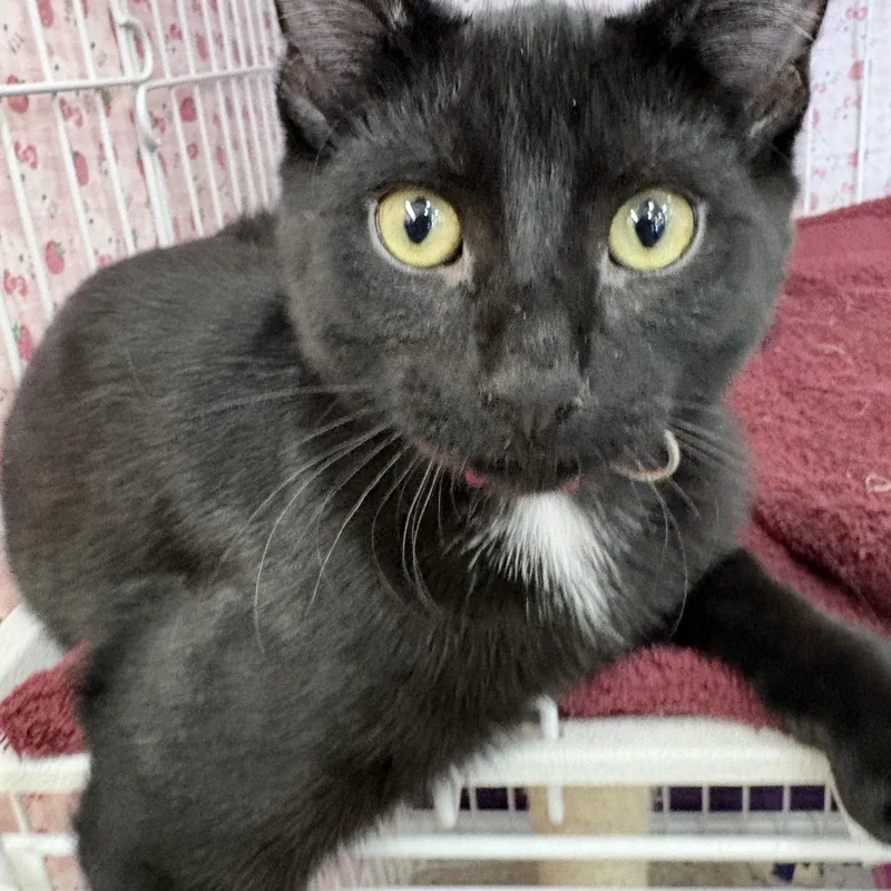 A young large-sized male Black Domestic Short Hair cat named Sam Ballamy for adoption in Albuquerque, NM
