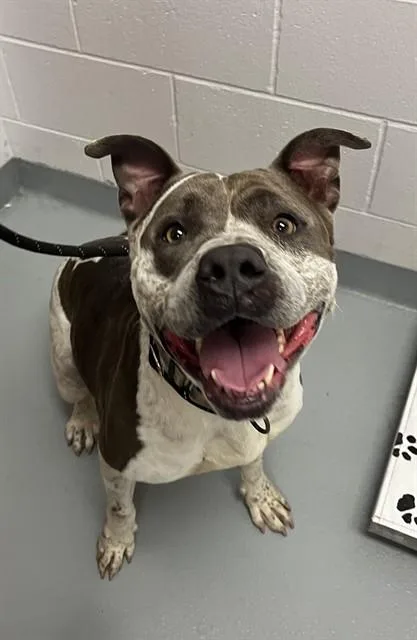 An adult large-sized female Pit Bull Terrier dog named Nena for adoption in Saint Cloud, FL