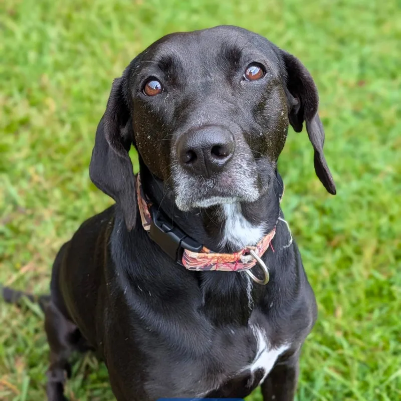 An adult medium-sized female Black Hound dog named Phoebe for adoption in Covington, GA