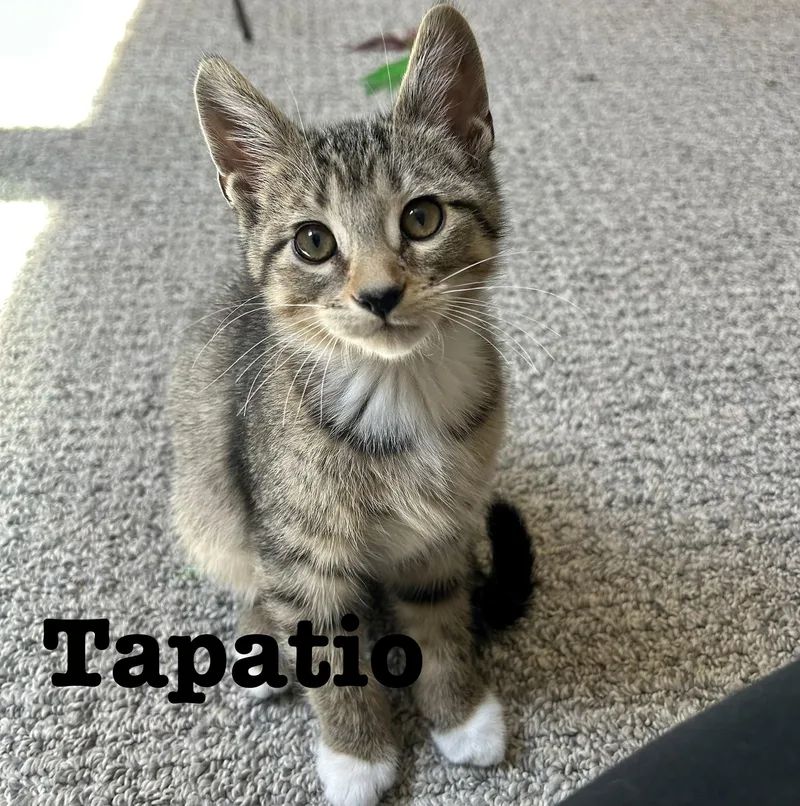A baby small-sized male Tabby (Brown / Chocolate) Domestic Short Hair cat named Tapatio for adoption in Fishers, IN