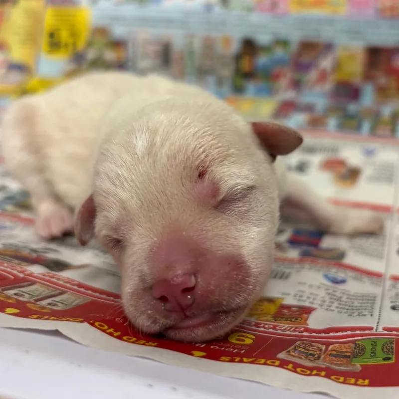 A baby medium-sized male White / Cream Mixed Breed dog named Peter for adoption in Yuma, AZ