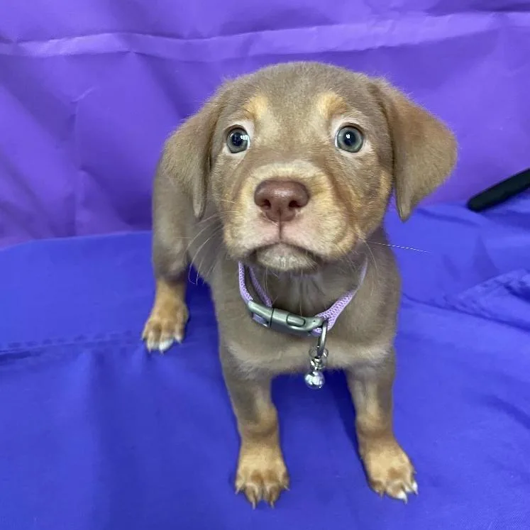 A baby small-sized female Yellow / Tan / Blond / Fawn Shepherd dog named Oracle for adoption in North Myrtle Beach, SC