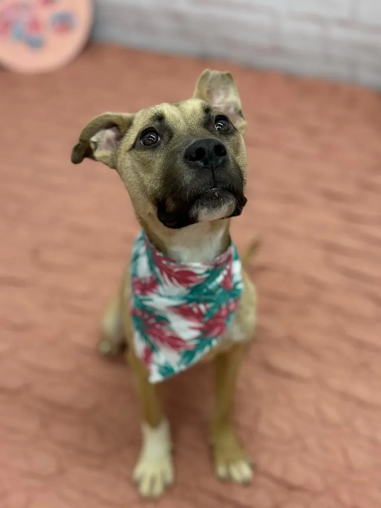 A baby medium-sized female Mixed Breed dog named Leila for adoption in Detroit, MI