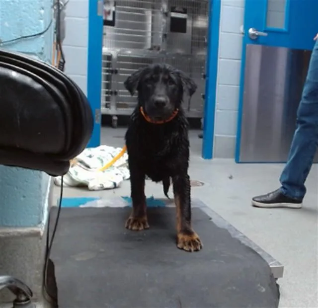 A baby small-sized female Labrador Retriever dog named Elliott for adoption in Albuquerque, NM