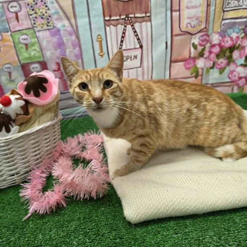 An adult medium-sized male Tabby (Orange / Red) Domestic Short Hair cat named Garfield for adoption in Statesboro, GA