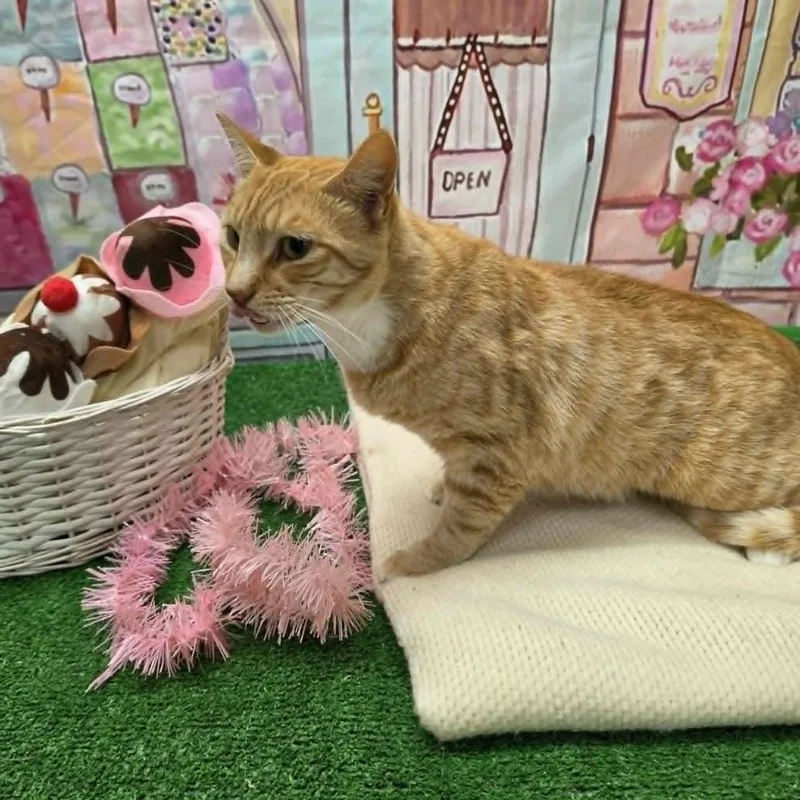 Garfield thumbnail 2