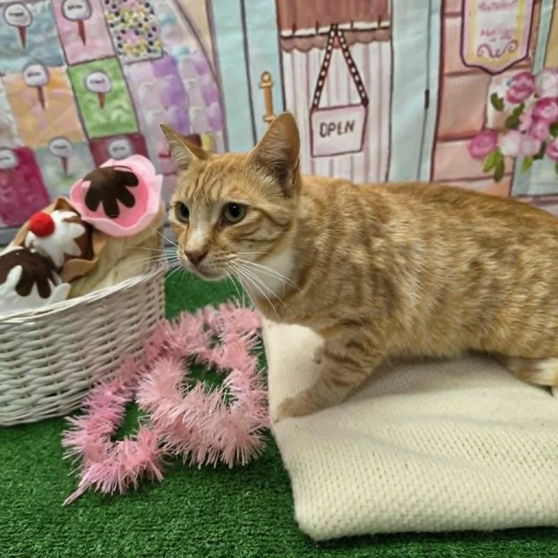 Garfield thumbnail 3