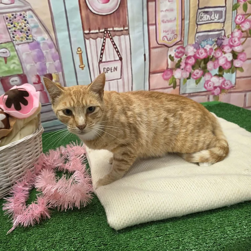 Garfield thumbnail 4
