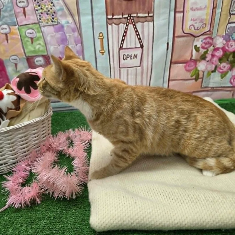 Garfield thumbnail 5