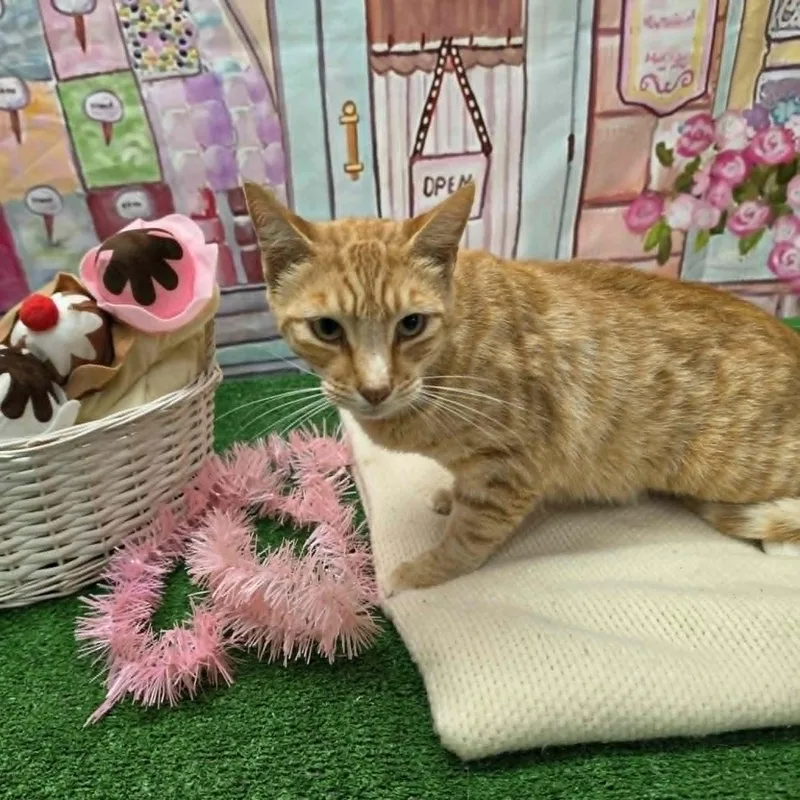 Garfield thumbnail 6