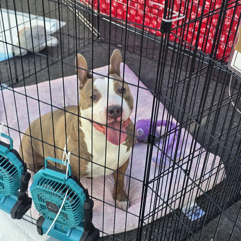 An adult medium-sized female Brindle Pit Bull Terrier dog named Momma's for adoption in Stockton, CA