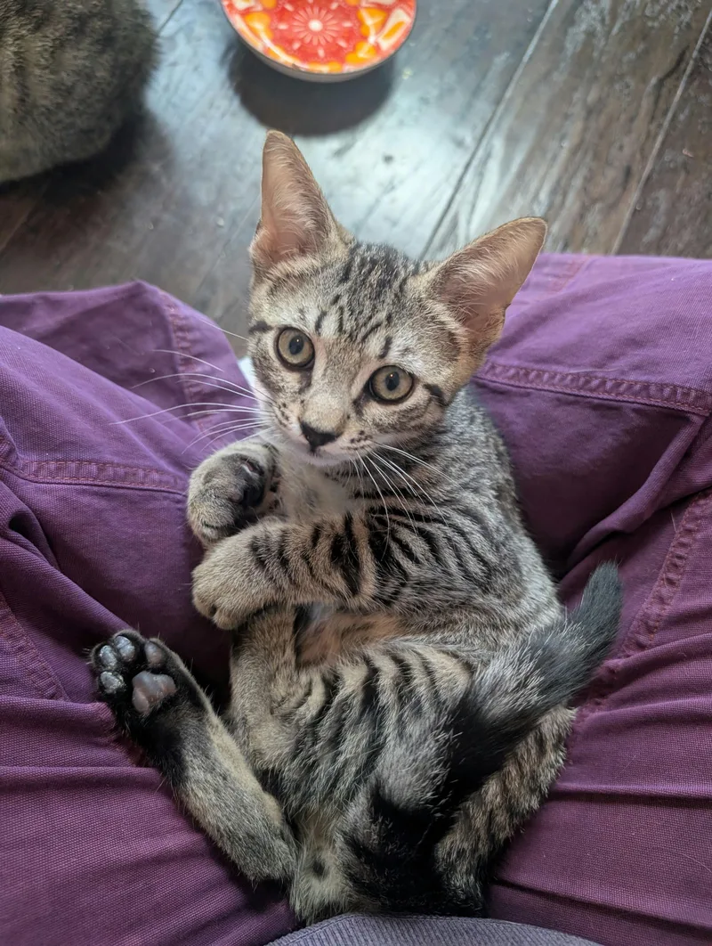 A baby medium-sized male Tabby (Brown / Chocolate) Domestic Short Hair cat named Coach for adoption in Houston, TX