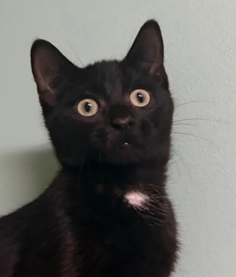 A baby medium-sized male Black Domestic Short Hair cat named Don for adoption in Amery, WI