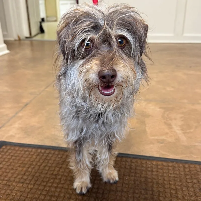 An adult small-sized female Gray / Blue / Silver Terrier dog named Greta for adoption in Deerfield, IL