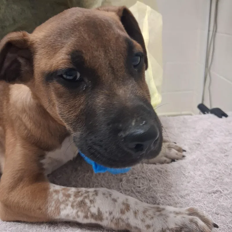 A baby small-sized male Yellow / Tan / Blond / Fawn Mixed Breed dog named How is my Driving? for adoption in Murray, UT