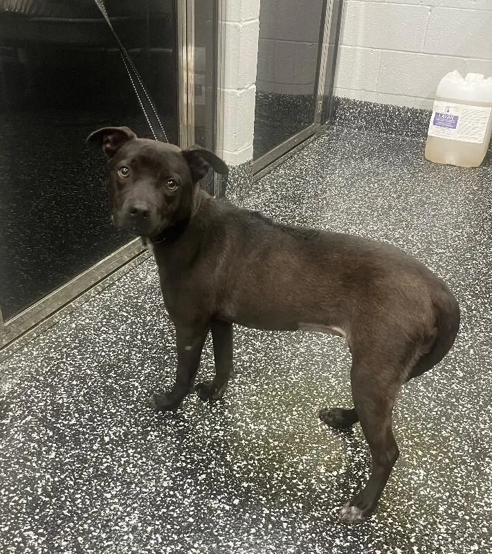 An adult medium-sized female Black Mixed Breed dog named Gail From Marketing for adoption in Jackson, TN