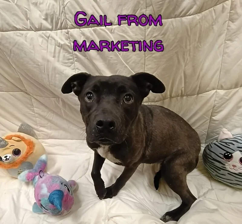 Gail From Marketing thumbnail 2