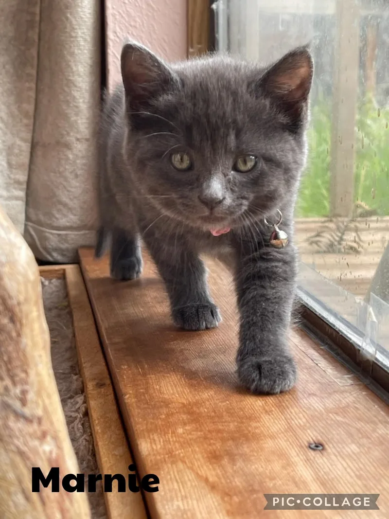 A baby small-sized female Gray / Blue / Silver Domestic Short Hair cat named Marnie for adoption in Newberg, OR
