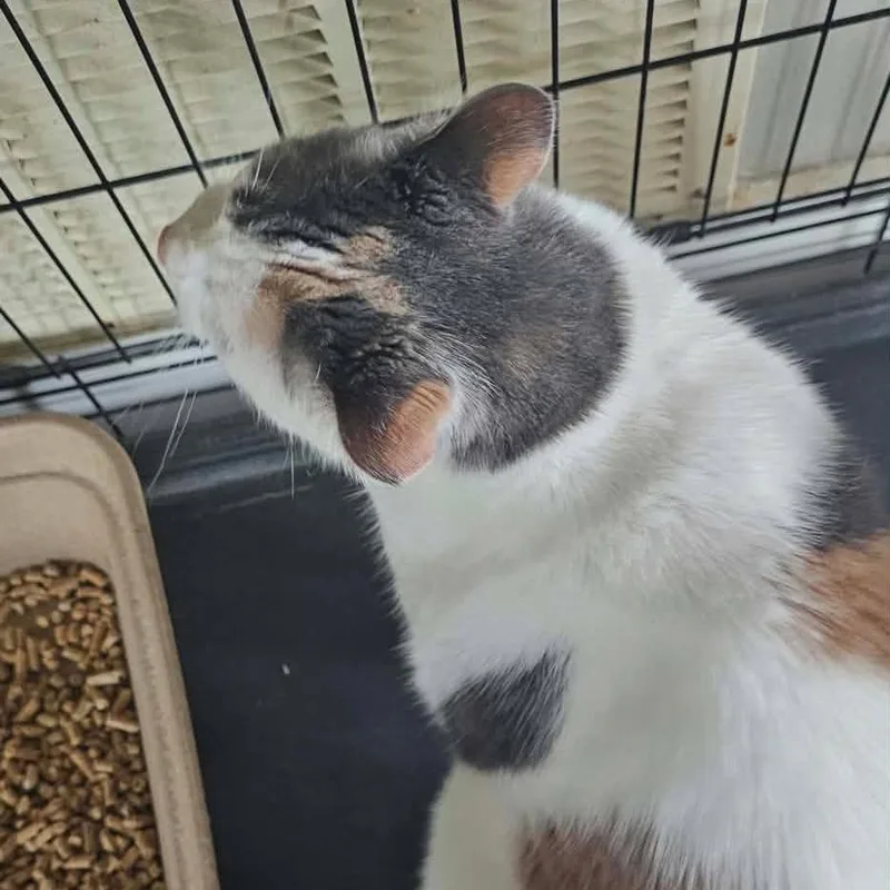A senior large-sized female Calico Domestic Short Hair cat named Tide for adoption in Austin, TX