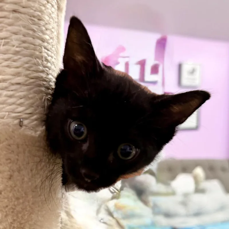 A baby small-sized female Domestic Short Hair cat named Landscape Architect for adoption in Boerne, TX