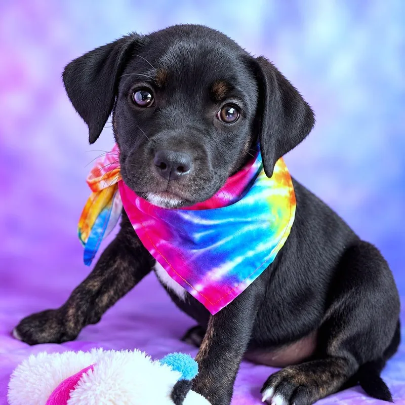 A baby small-sized female Black Terrier dog named Electra for adoption in Boerne, TX