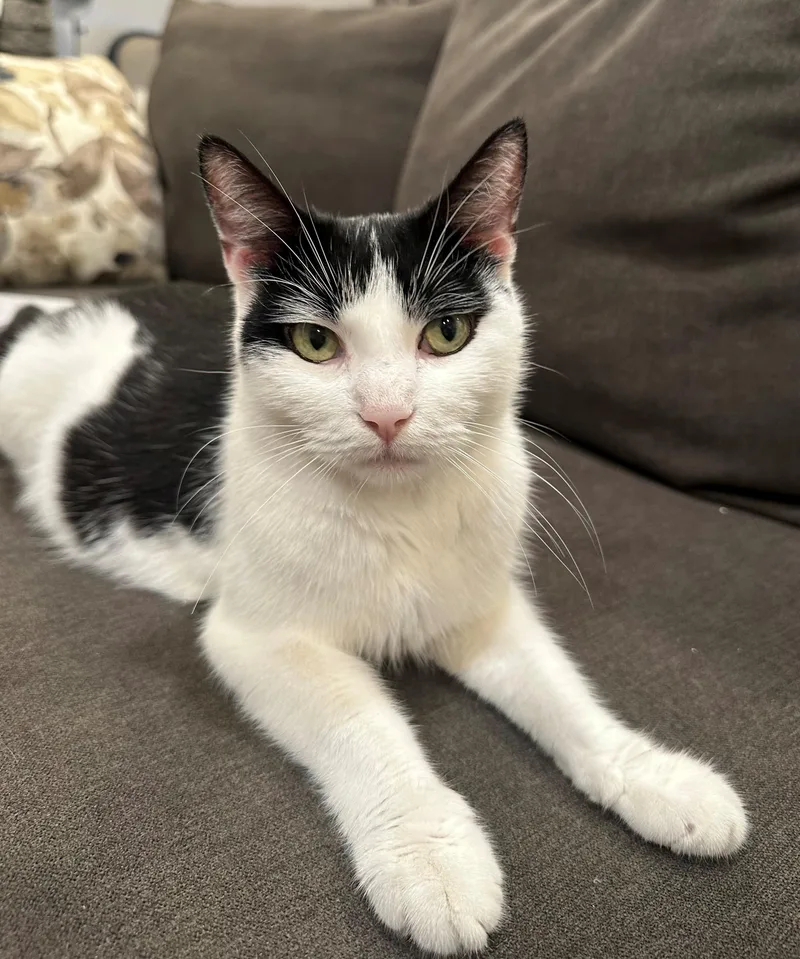 A young medium-sized female Domestic Short Hair cat named Maya for adoption in Bayonne, NJ