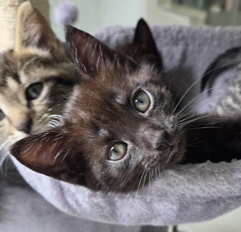 A baby small-sized female Black Domestic Short Hair cat named Pepper for adoption in Pittsboro, NC